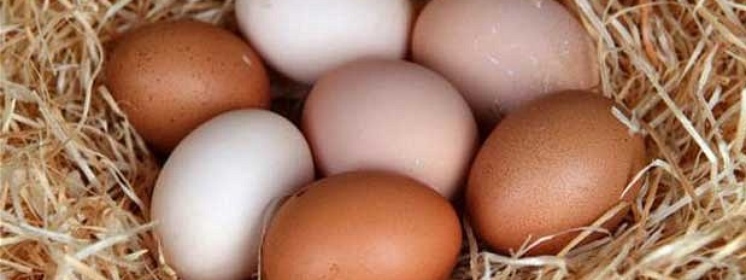 Cała PRAWDA o jajkach - pół wieku zakłamania