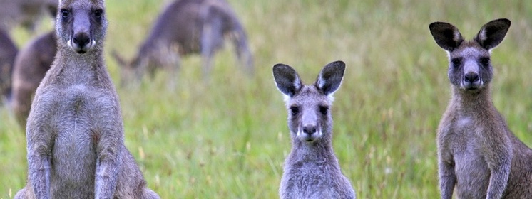 Australia Jedzcie kangury, bo inaczej one zjedzą nas