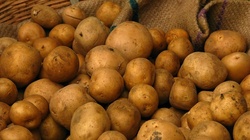 Uwaga: Kartofel - największe odkrycie Kolumba - czyni cuda!!! - miniaturka