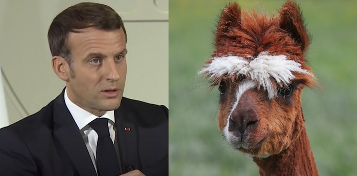 Francja. Zwierzęta bardziej chronione niż ludzie? Czy zostanie powołany rzecznik praw zwierząt? - zdjęcie